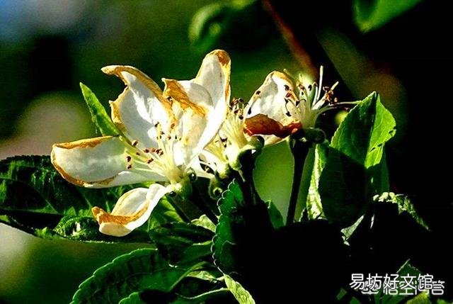 为什么现在好多果树都会发生二度开花的现象?二度开花对果树来年结果有影响吗?