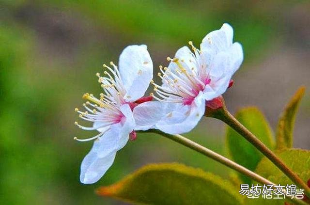为什么现在好多果树都会发生二度开花的现象?二度开花对果树来年结果有影响吗?