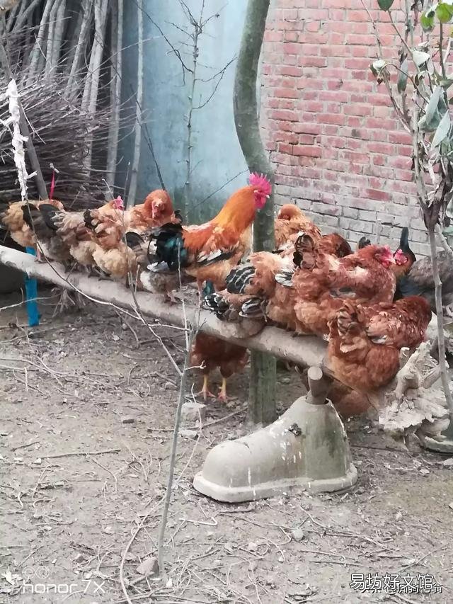 散养鸡土地撒生石灰能发酵鸡粪吗?
