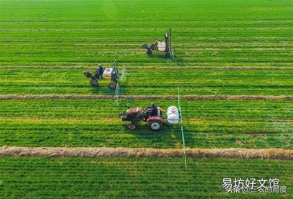 种植小麦,一亩地播种50斤,出苗后又旺又稠,能打控旺剂吗?