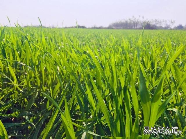 种植小麦,一亩地播种50斤,出苗后又旺又稠,能打控旺剂吗?