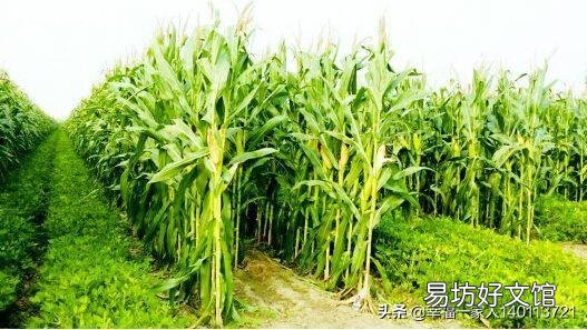 农民种玉米能不能一年种两季?