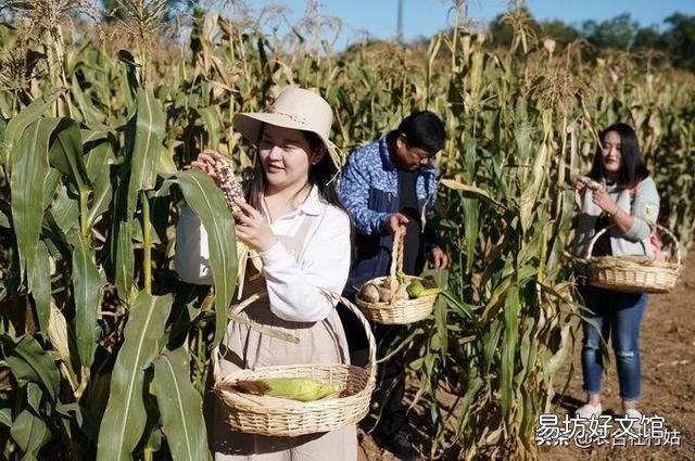 农民种玉米能不能一年种两季?