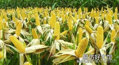 农民种玉米能不能一年种两季?