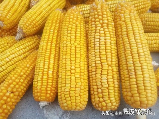 农民种玉米能不能一年种两季?