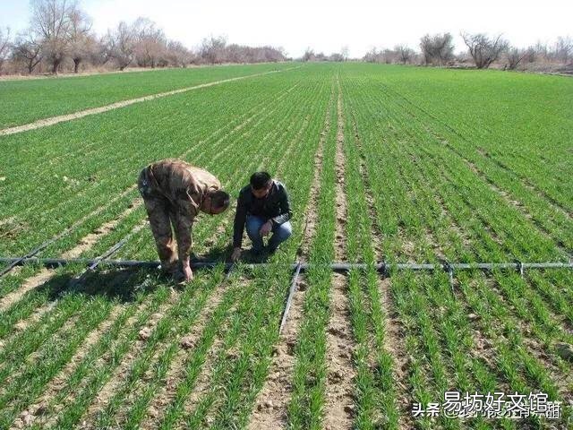 冬小麦从播种到出苗大约需要几天时间?出苗快慢对生长有什么影响吗?