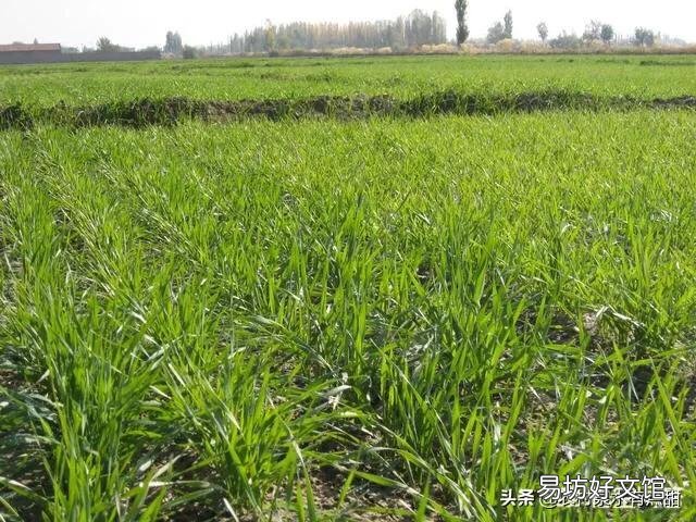 冬小麦从播种到出苗大约需要几天时间?出苗快慢对生长有什么影响吗?