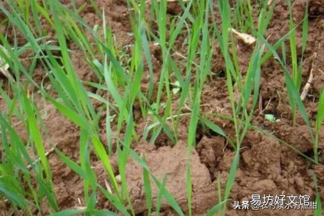 冬小麦从播种到出苗大约需要几天时间?出苗快慢对生长有什么影响吗?