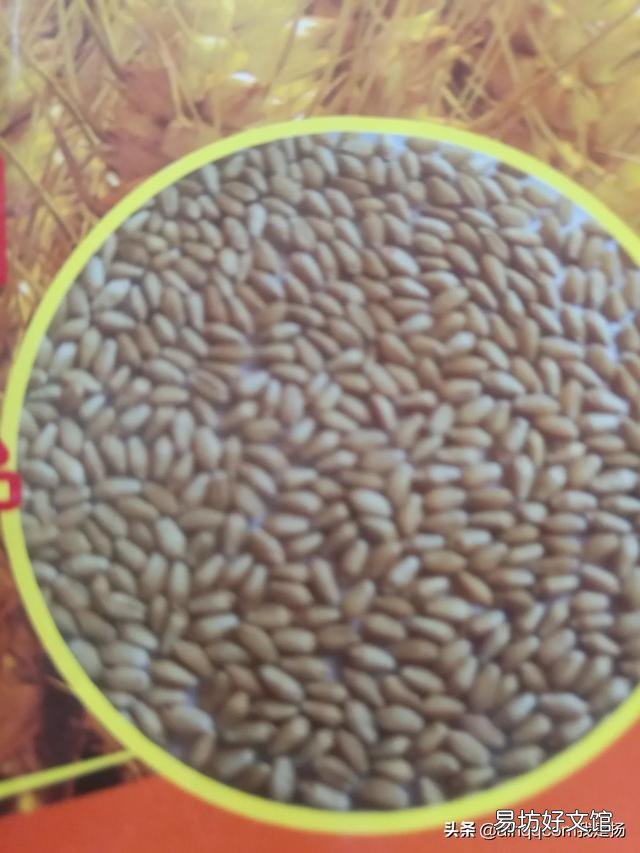 小麦播完种,就是不出苗,这是怎么回事?