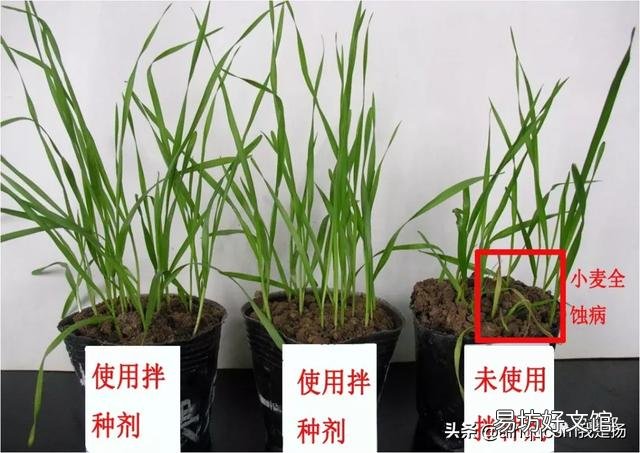 小麦播完种,就是不出苗,这是怎么回事?