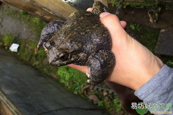 养殖方法及利润分析 石蛙养殖前景怎么样