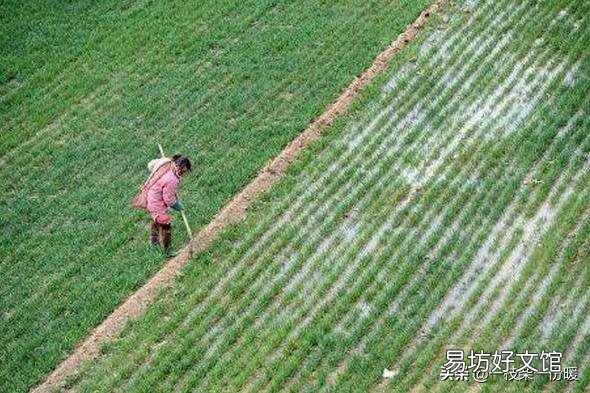 马上入冬了小麦啥时候封冻水最好?