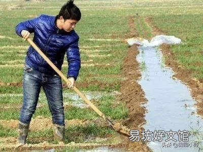马上入冬了小麦啥时候封冻水最好?