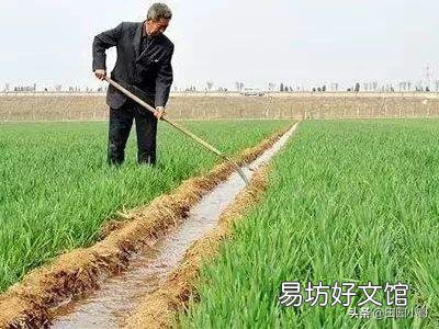 马上入冬了小麦啥时候封冻水最好?