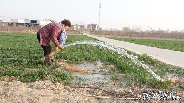 马上入冬了小麦啥时候封冻水最好?
