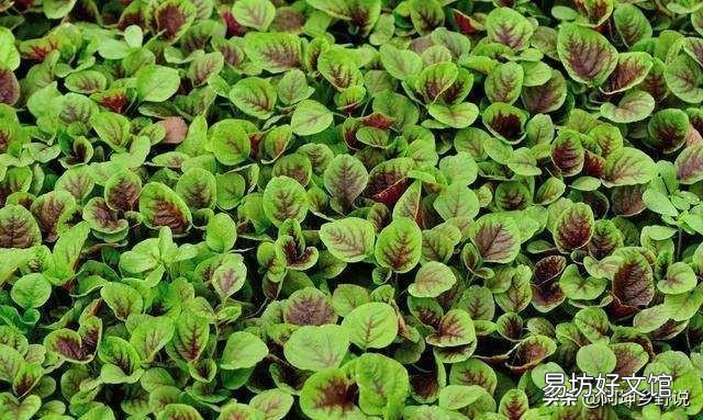 红苋菜怎么种植比较嫩？