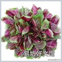 红苋菜怎么种植比较嫩？