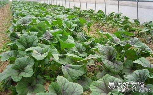 红苋菜怎么种植比较嫩？
