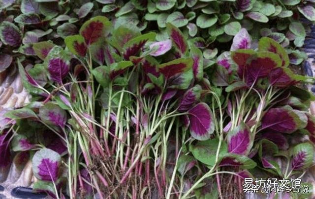 红苋菜怎么种植比较嫩？