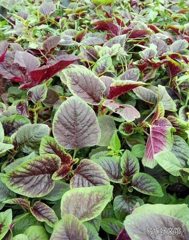 红苋菜怎么种植比较嫩？
