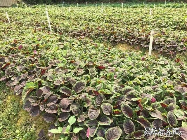 红苋菜怎么种植比较嫩？