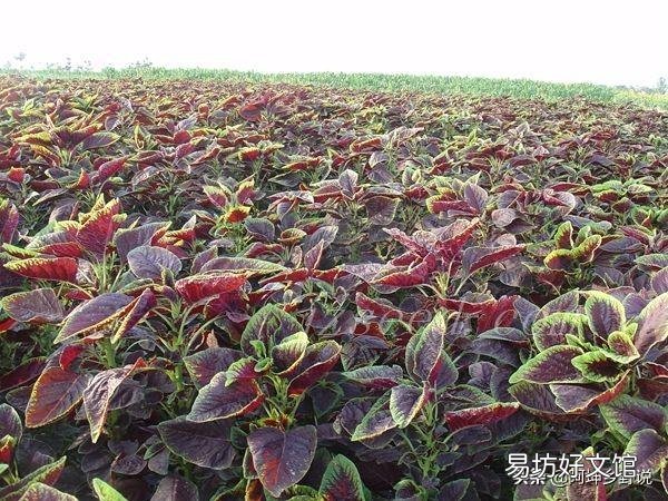 红苋菜怎么种植比较嫩？
