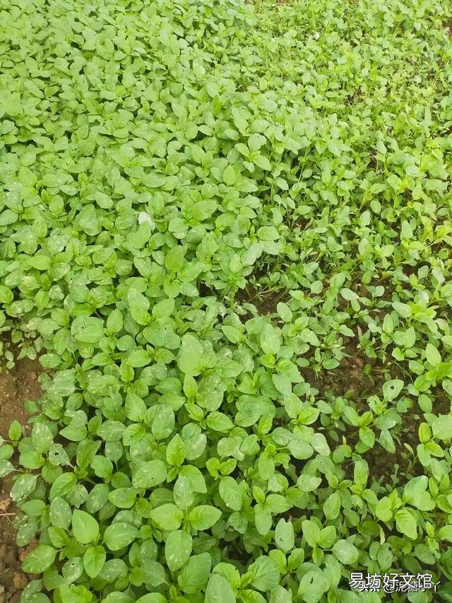红苋菜怎么种植比较嫩？