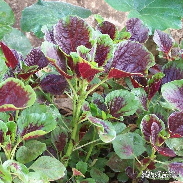 红苋菜怎么种植比较嫩？