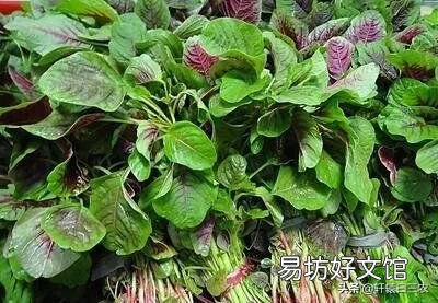 红苋菜怎么种植比较嫩？