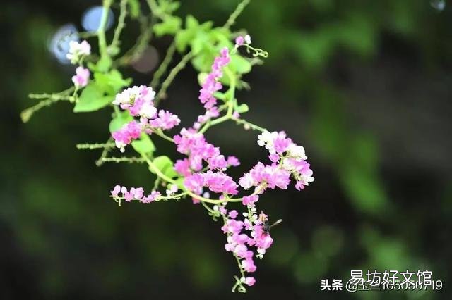 你能晒晒手机里绝大多数人都不认识的花草的照片吗?