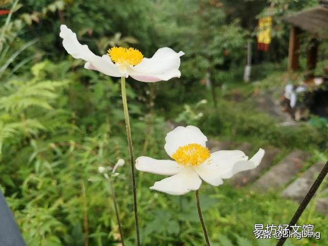 你能晒晒手机里绝大多数人都不认识的花草的照片吗?