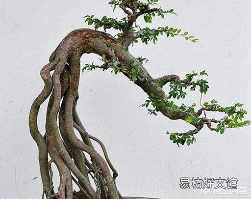 发现了几株长满疙瘩的野生榆树苗，请问:深秋可以移植到花盆培育盆景吗？