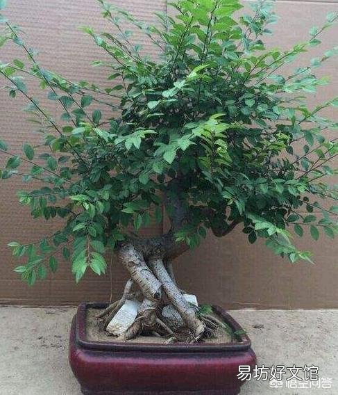 发现了几株长满疙瘩的野生榆树苗，请问:深秋可以移植到花盆培育盆景吗？