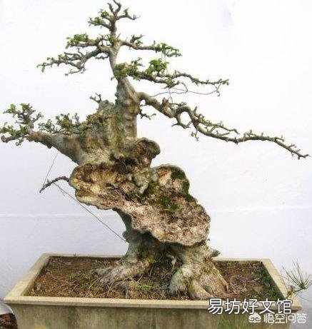 发现了几株长满疙瘩的野生榆树苗，请问:深秋可以移植到花盆培育盆景吗？