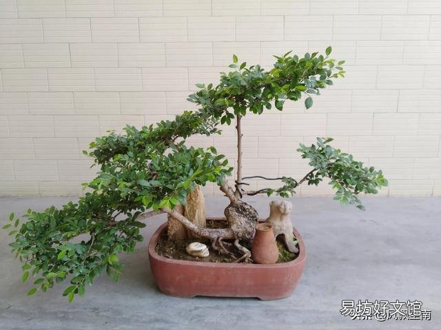 发现了几株长满疙瘩的野生榆树苗，请问:深秋可以移植到花盆培育盆景吗？