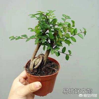发现了几株长满疙瘩的野生榆树苗，请问:深秋可以移植到花盆培育盆景吗？