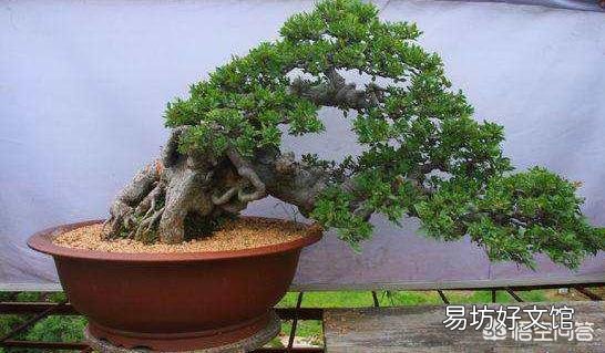 发现了几株长满疙瘩的野生榆树苗，请问:深秋可以移植到花盆培育盆景吗？