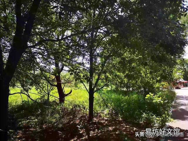 作为一个摄影爱好者,今年夏天你都拍到了哪些让你十分满意的照片呢?可以晒晒吗?
