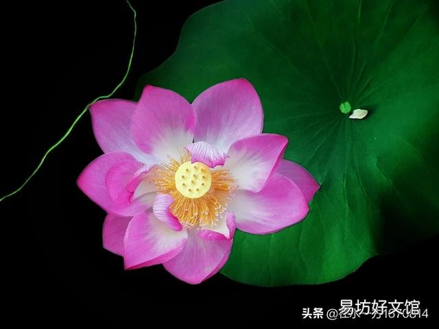 作为一个摄影爱好者,今年夏天你都拍到了哪些让你十分满意的照片呢?可以晒晒吗?