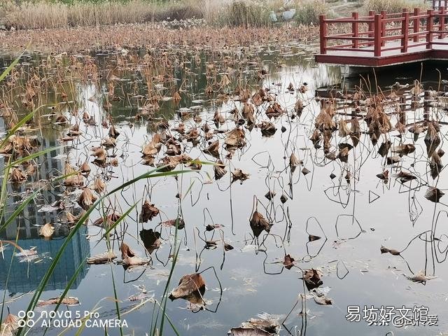 谁有拍过秋天落叶缤纷的景色?能否晒出来?