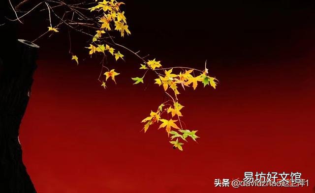 谁有拍过秋天落叶缤纷的景色?能否晒出来?