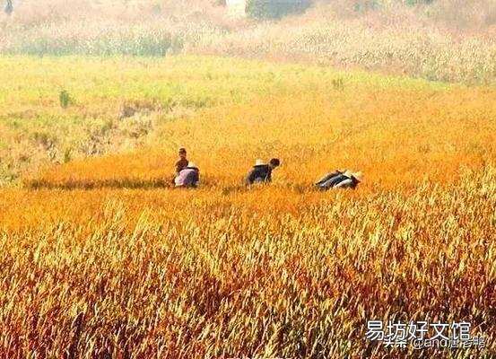 谁有拍过秋天落叶缤纷的景色?能否晒出来?