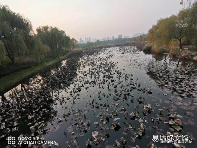 谁有拍过秋天落叶缤纷的景色?能否晒出来?