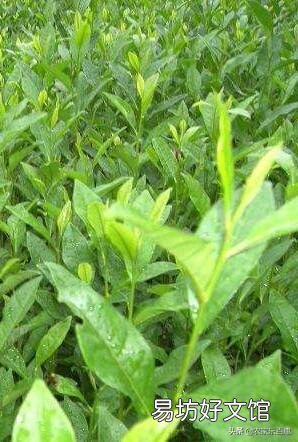 一年茶树苗能移栽吗?