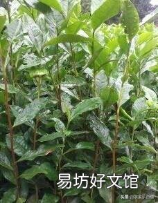 一年茶树苗能移栽吗?