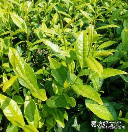 一年茶树苗能移栽吗?
