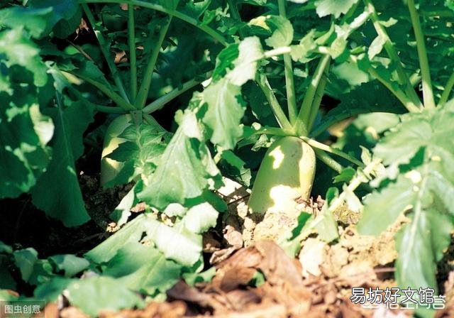2019年什么时候立秋,立秋之后还热吗?菜园子能种植什么蔬菜?