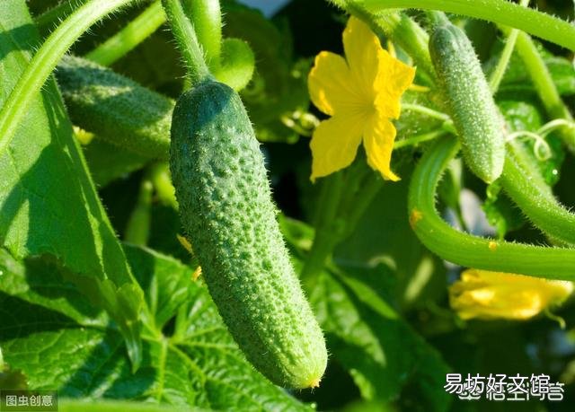 2019年什么时候立秋,立秋之后还热吗?菜园子能种植什么蔬菜?