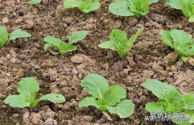 2019年什么时候立秋,立秋之后还热吗?菜园子能种植什么蔬菜?