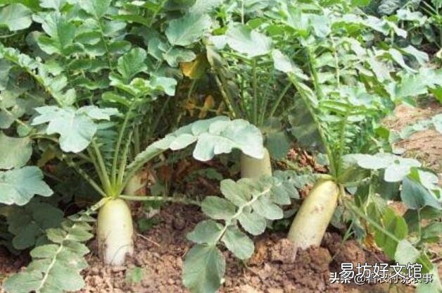 2019年什么时候立秋,立秋之后还热吗?菜园子能种植什么蔬菜?